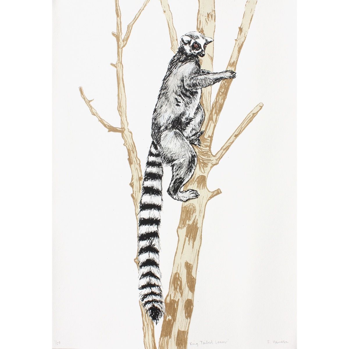 Ring Tailed Lemur by Fiona Hamilton