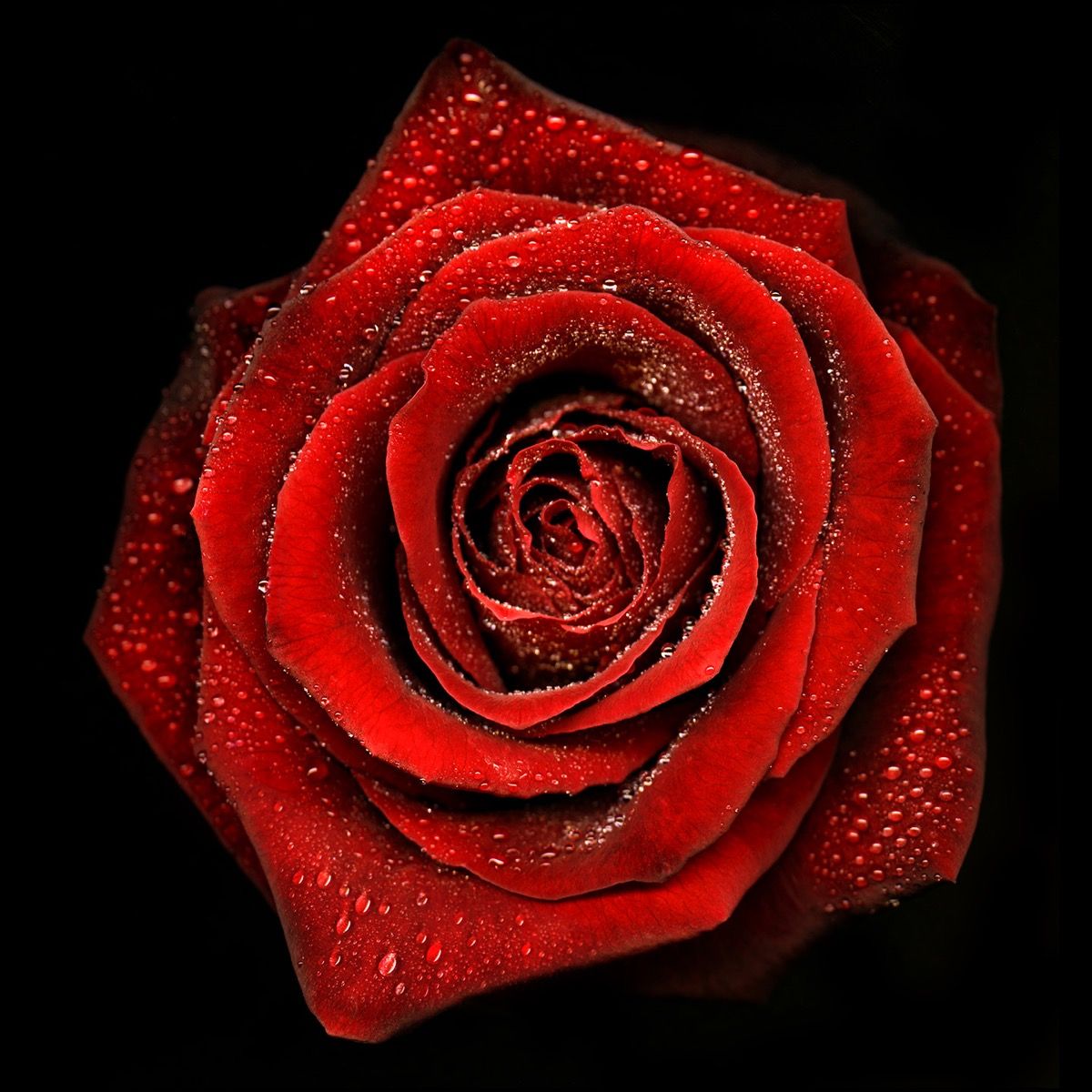 Rose N°2 by Allan Forsyth