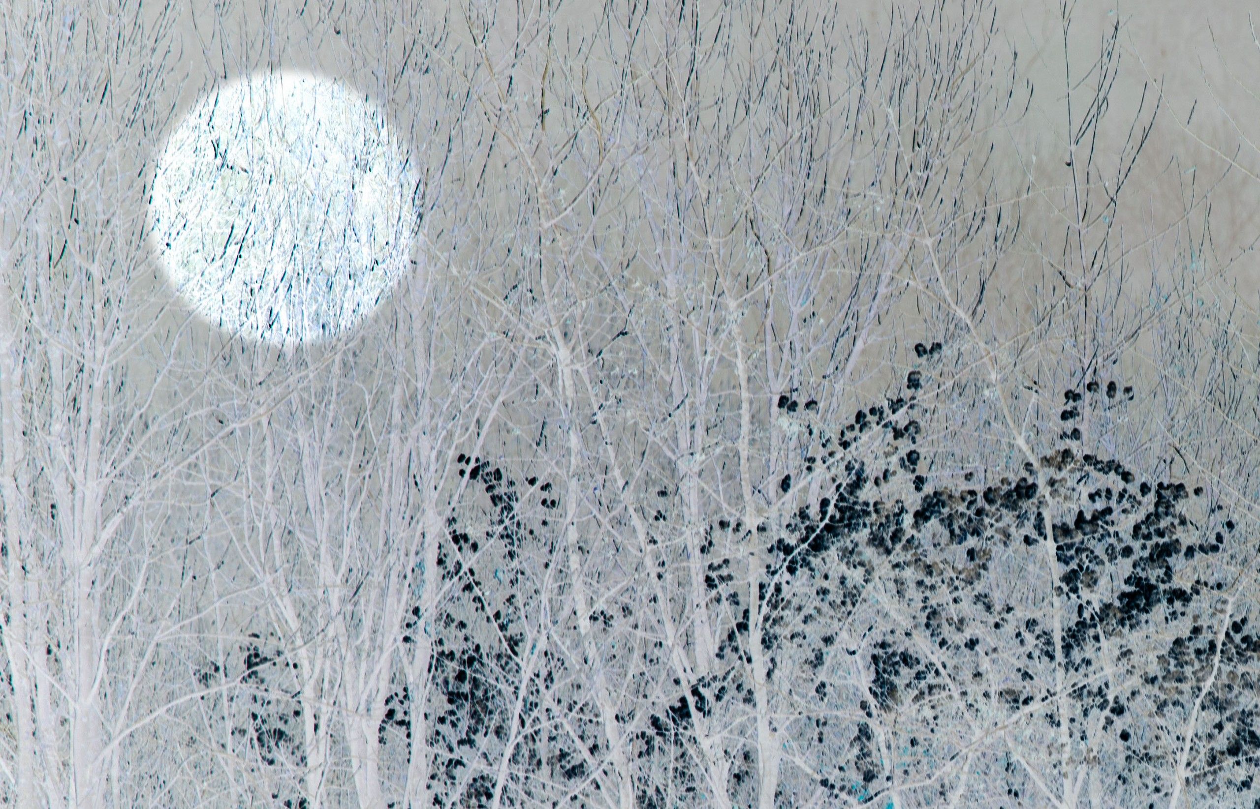 Winter Moon 1 by Sarah Brooks