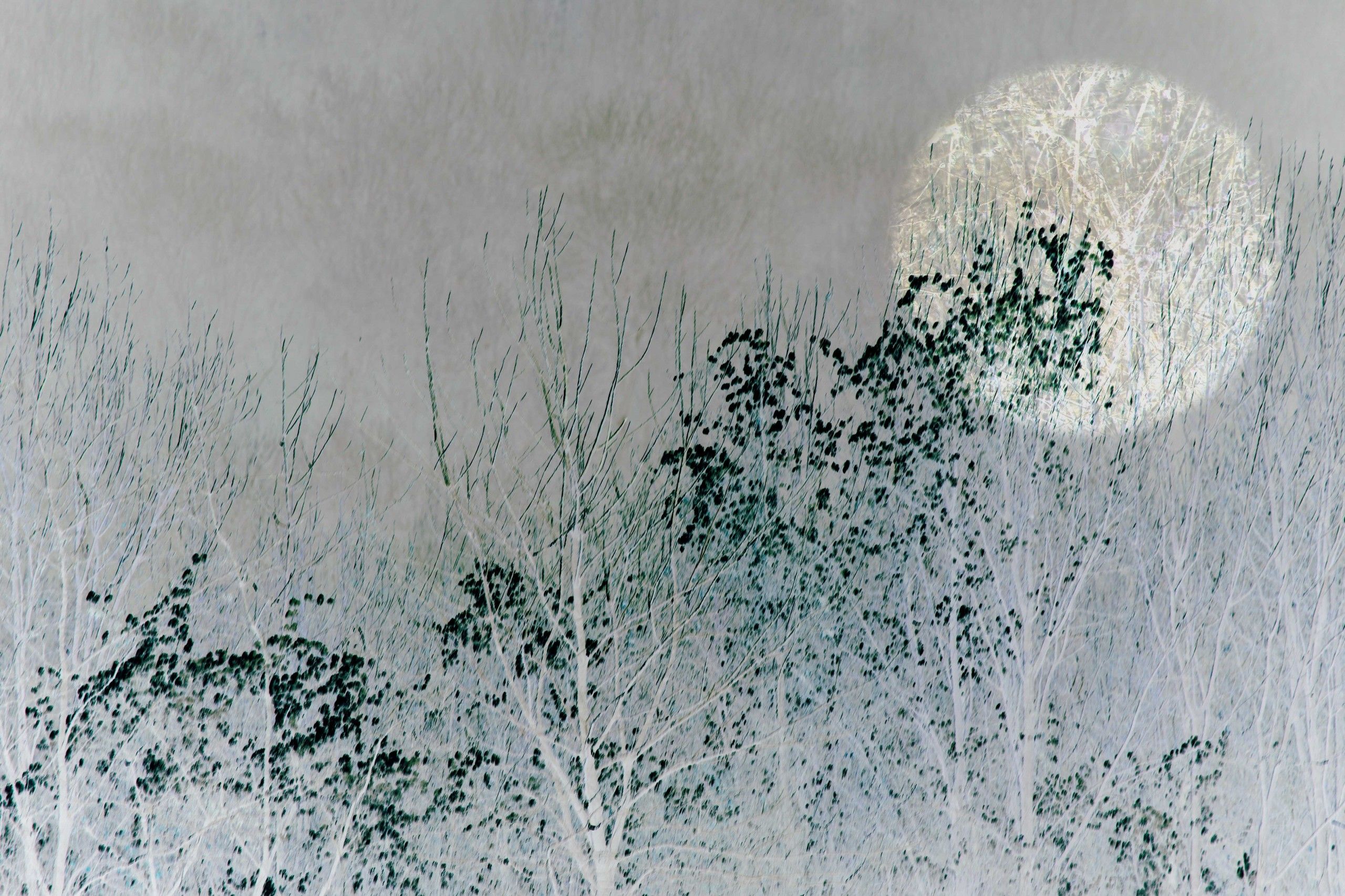 Winter Moon 2 by Sarah Brooks