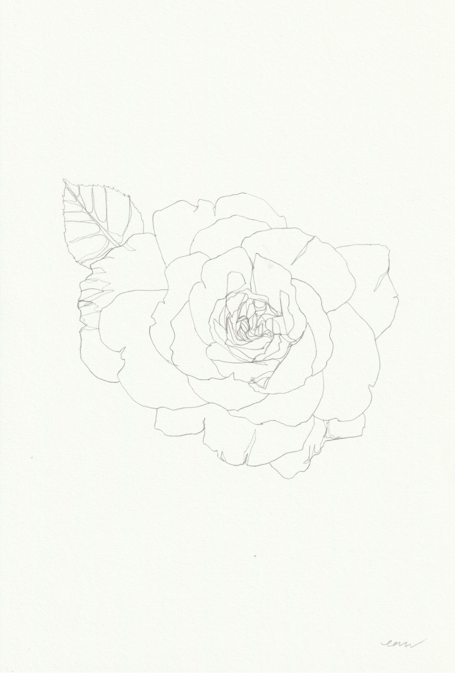 Rose 15 by Ellen Williams