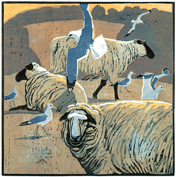 Common Gulls & Sheep by Robert Greenhalf