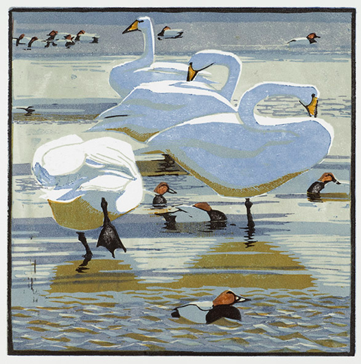 Whooper Swans & Pochards by Robert Greenhalf