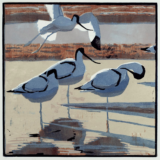 Four Avocets by Robert Greenhalf