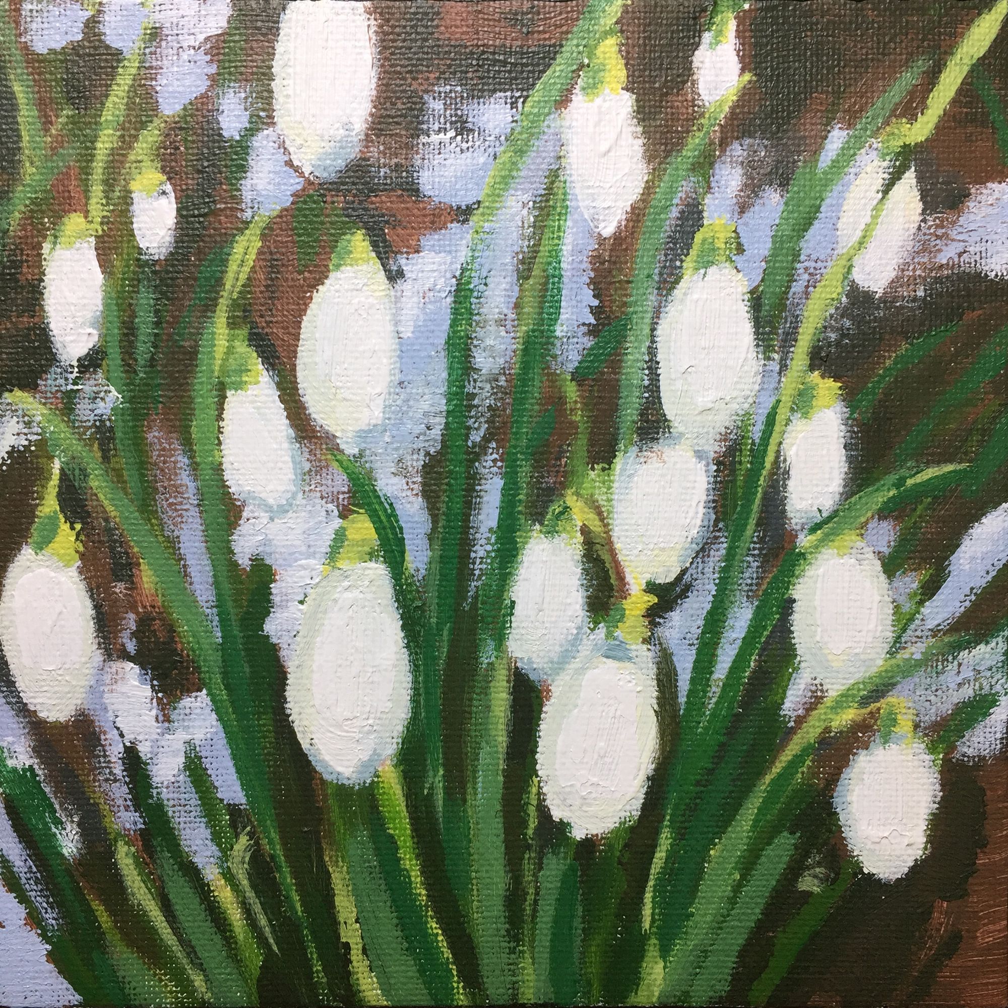 Snowdrops and Snow study 1 by Alexandra Buckle
