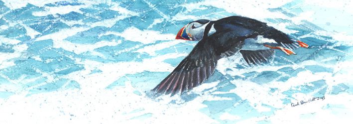 Solitary Puffin by Paul Bartlett