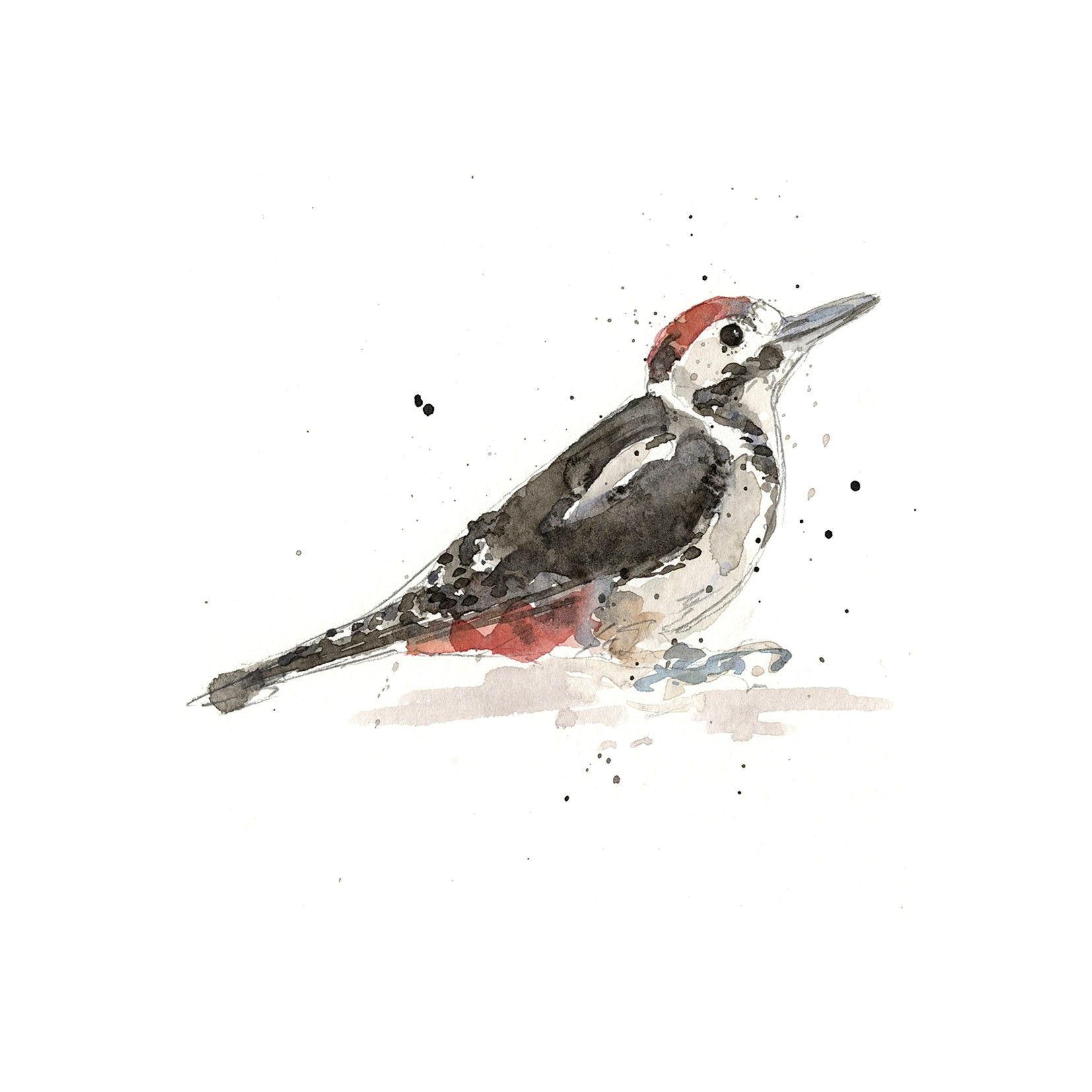 Spotted Woodpecker series 2 by Zaza Shelley