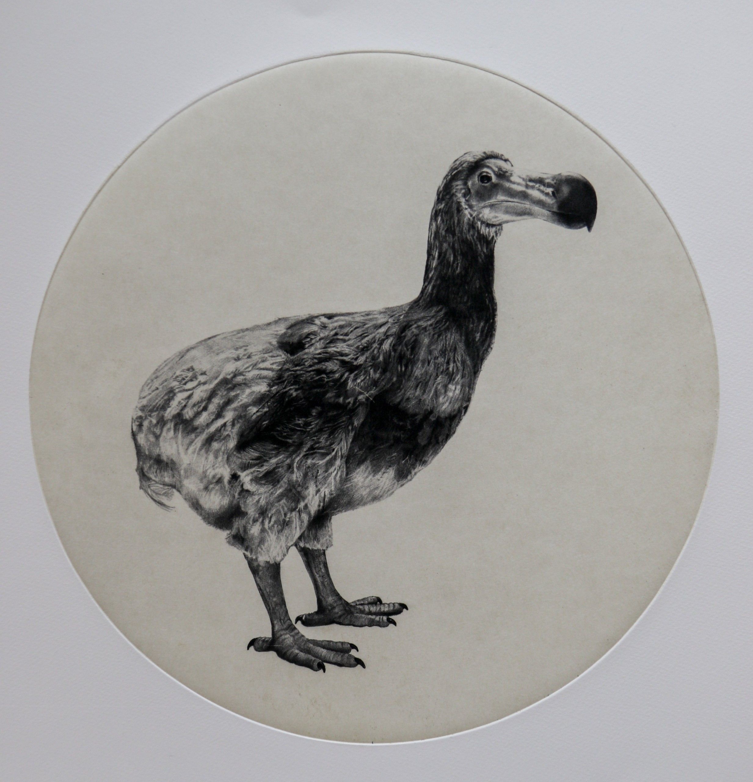 The Dutch Dodo by Tammy Mackay