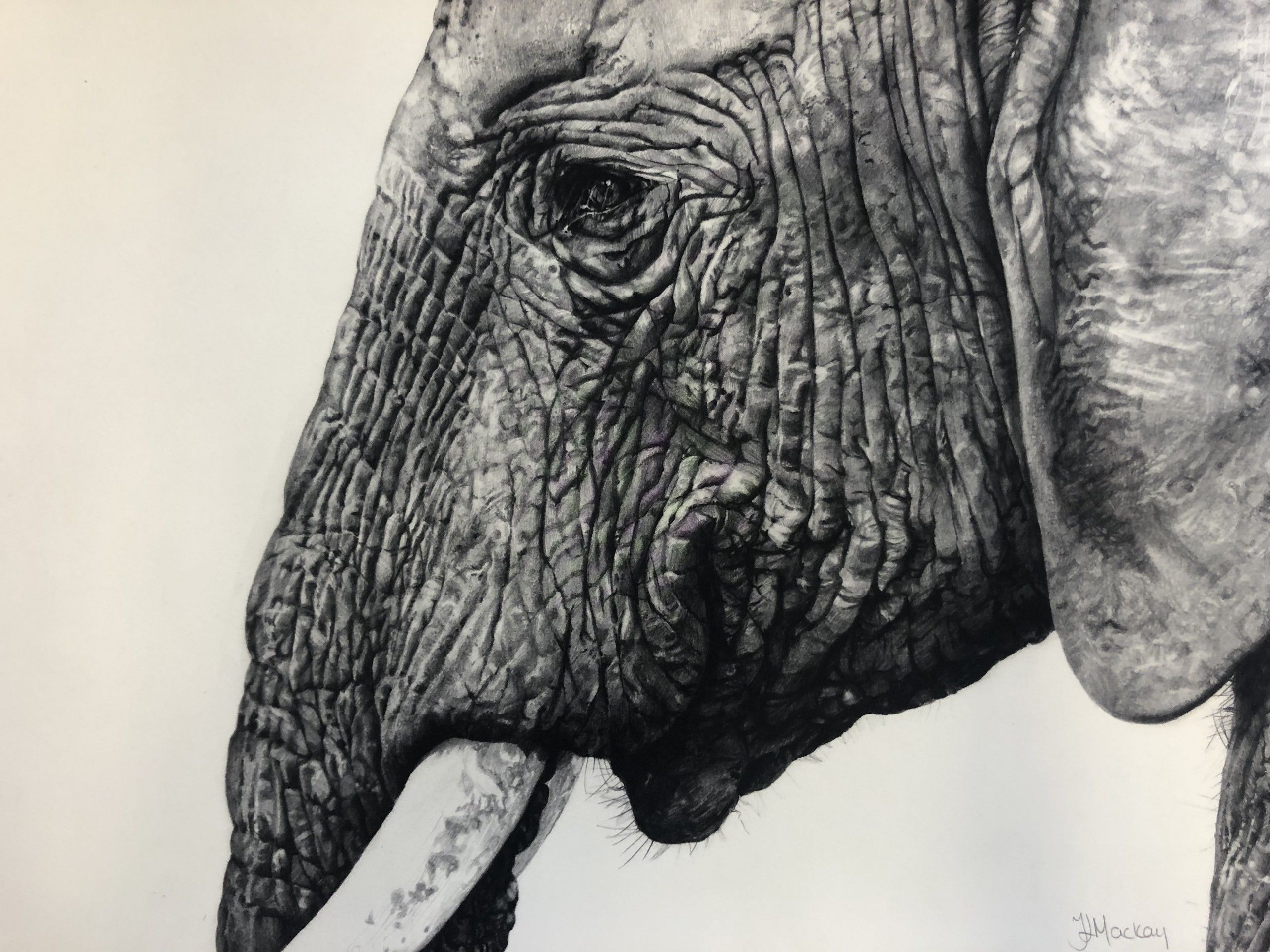Untitled (Elephant) by Tammy Mackay
