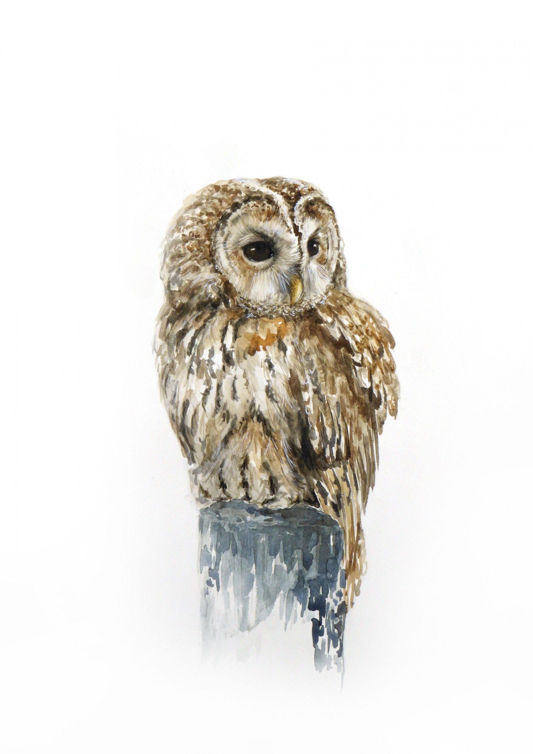 Tawny owl by Annabel Pope