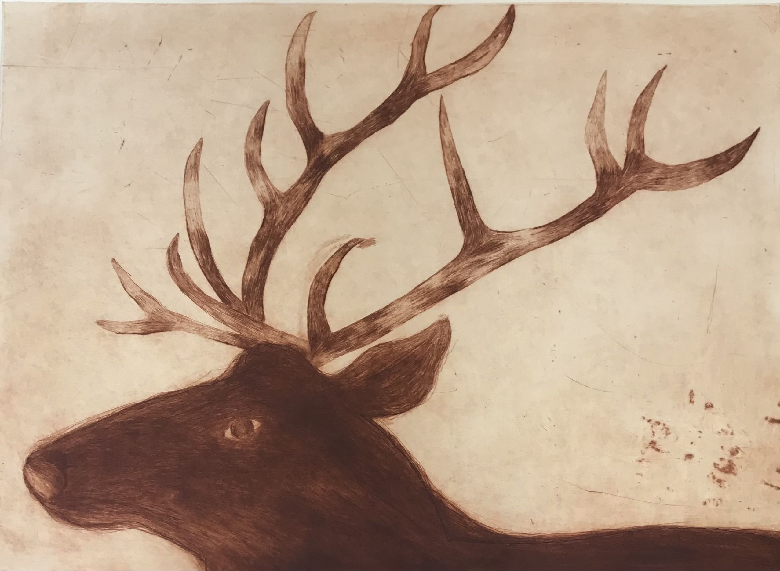 Stag by Kate Boxer