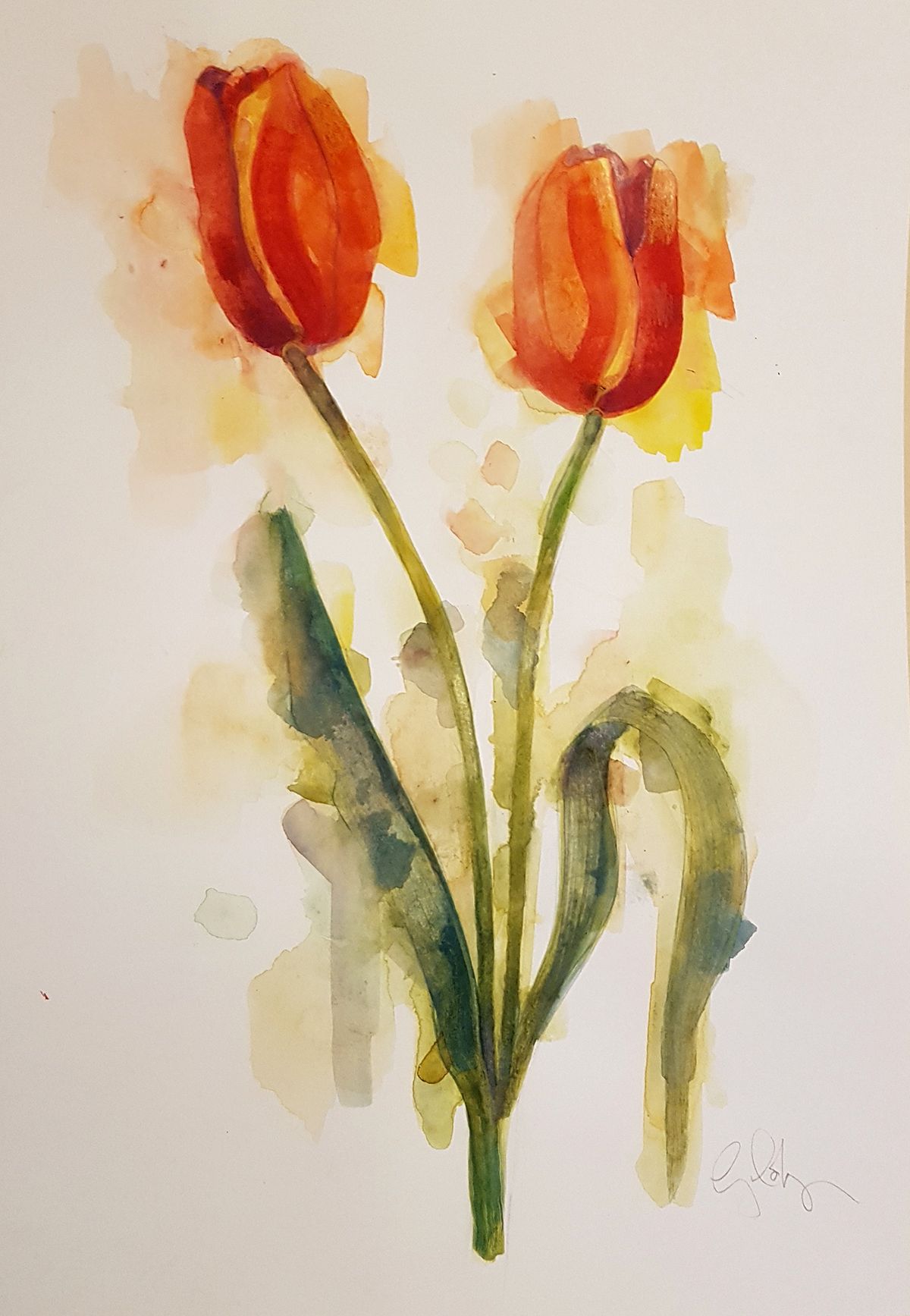 Tulips by Gavin Dobson