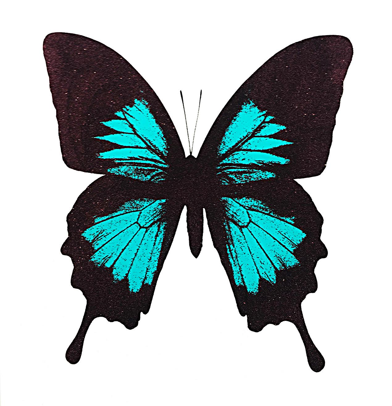 Papilio Ulysses - Turquoise by Claire Robinson