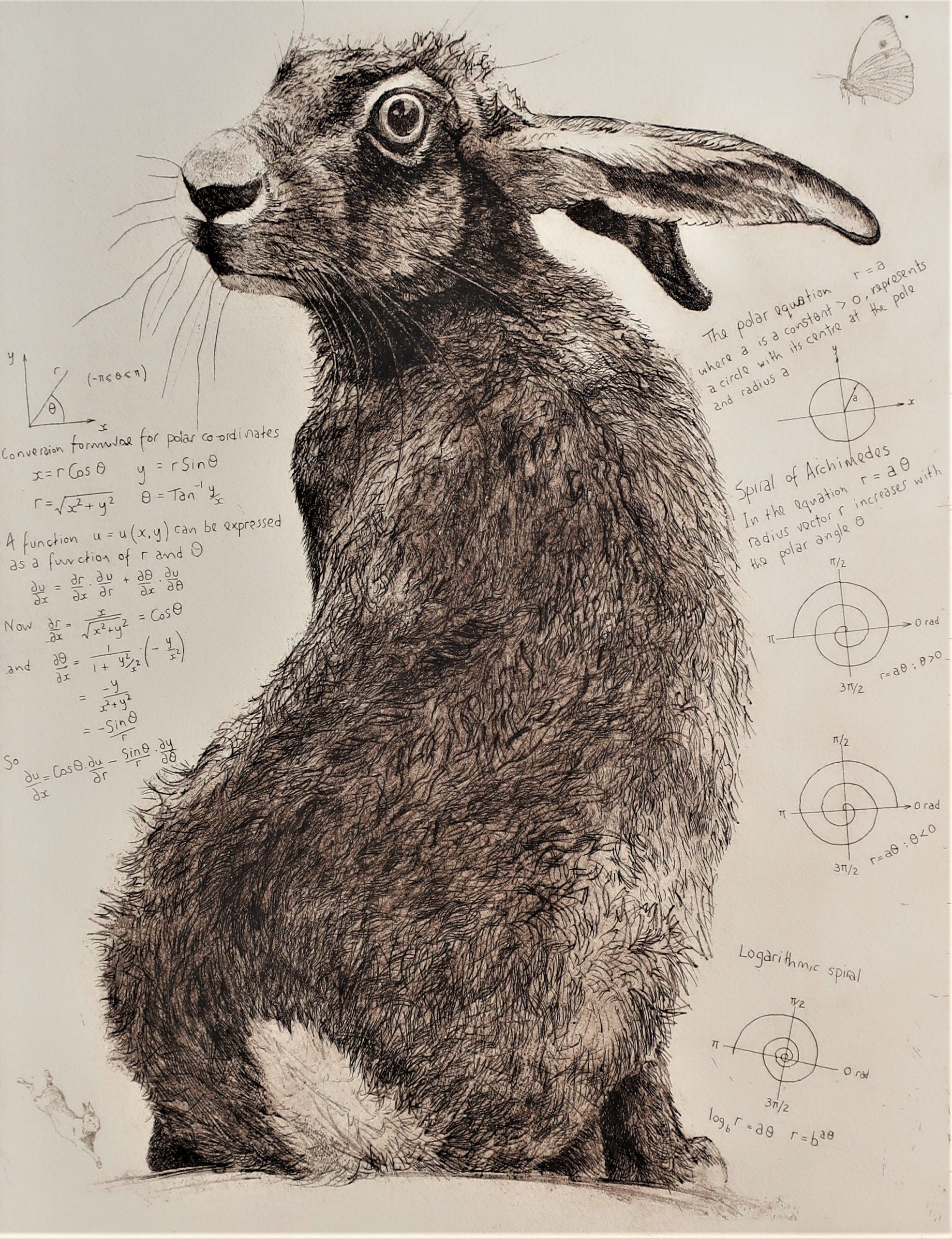 Archimedes' Hare by Will Taylor