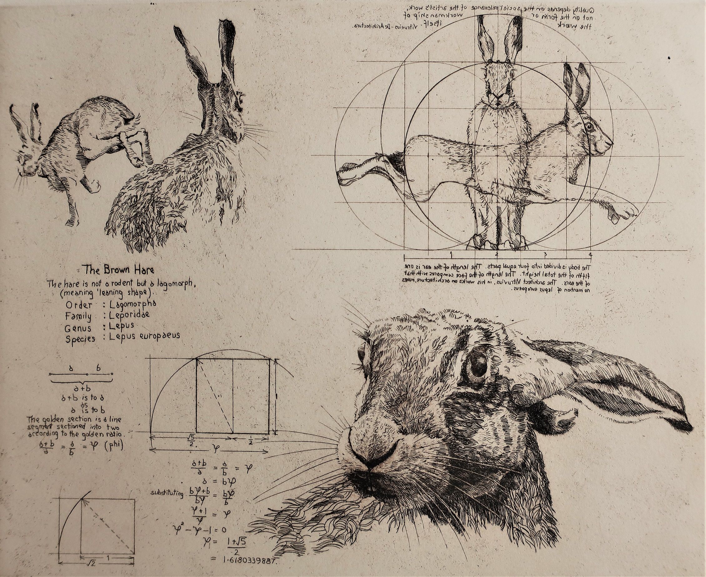 The Vitruvian Hare by Will Taylor