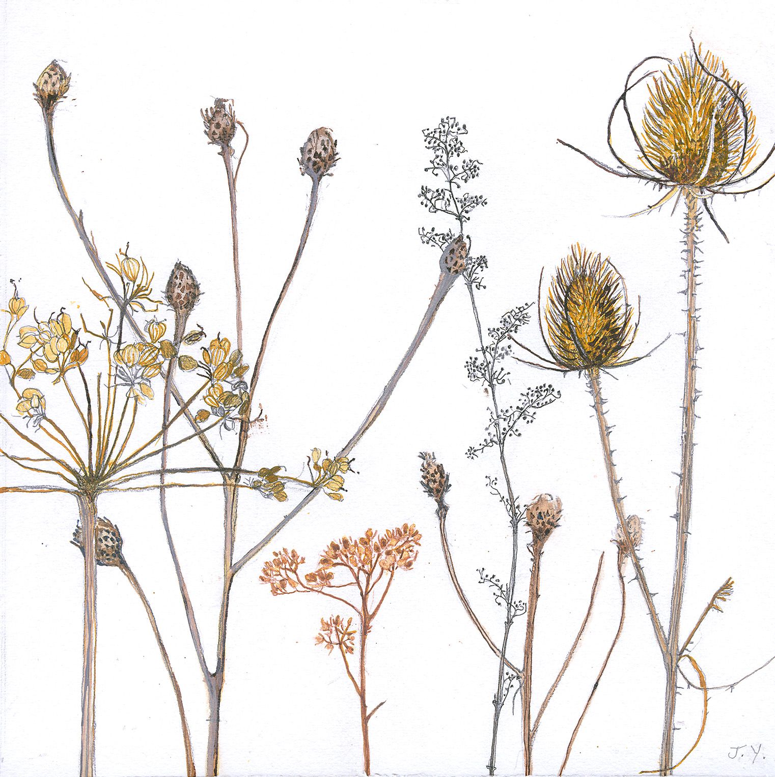 Winter Seedheads by Judith Yarrow