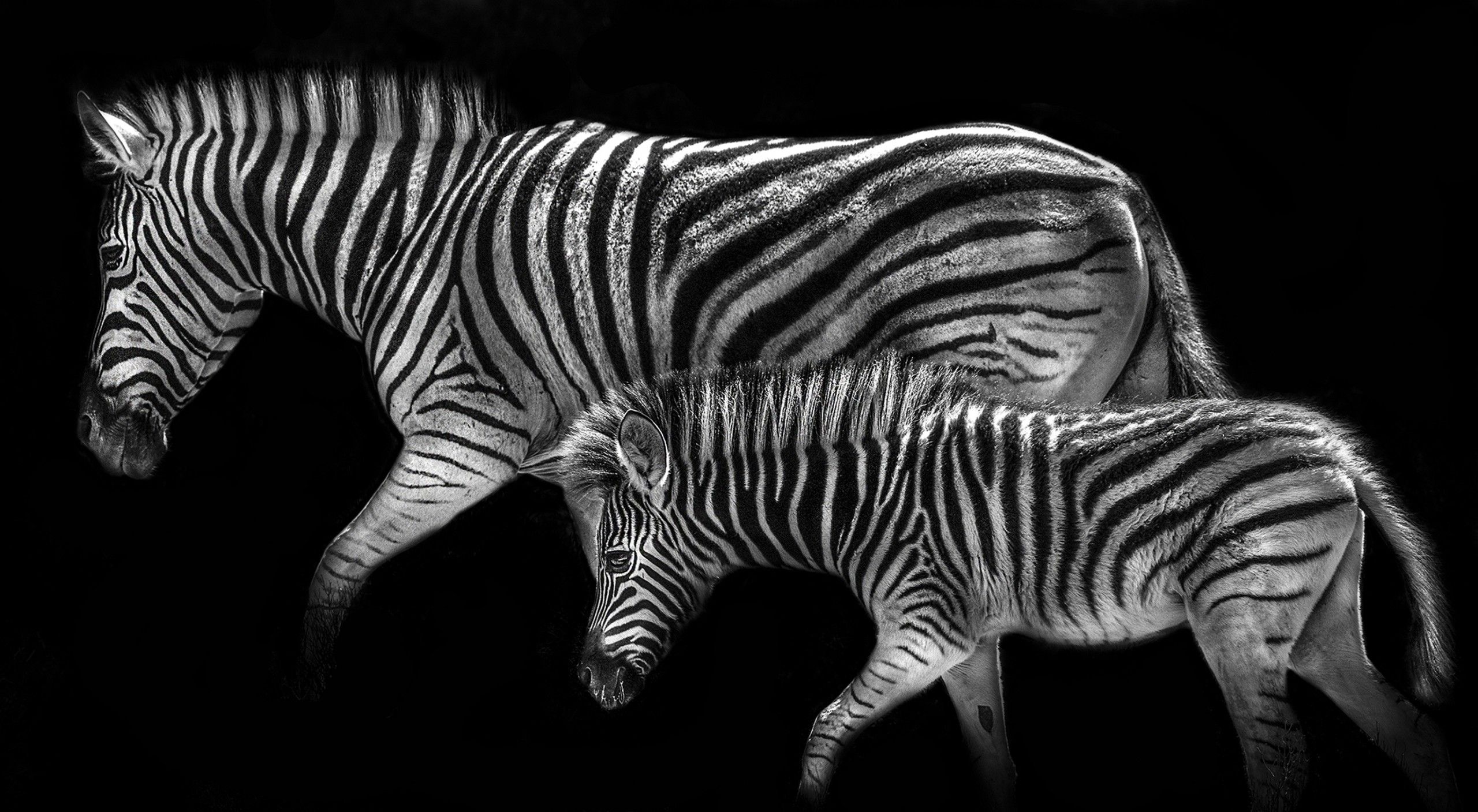 Zebra Mother and her Foal by Max Garner Reidy